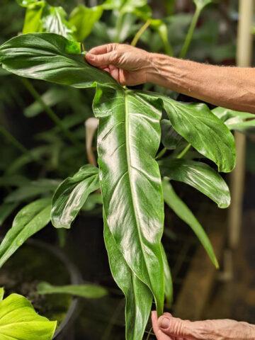 Philodendron Holtonianum Trilobe Plant in 2x3" pot