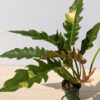 Philodendron Hualalai Variegated Sawtooth Plant in 4” pot (Real Not TC)