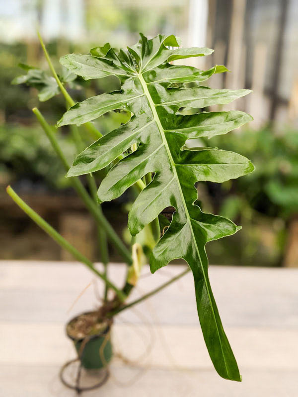 Lg Philodendron Bob See Plant in 4” pot - Image 9