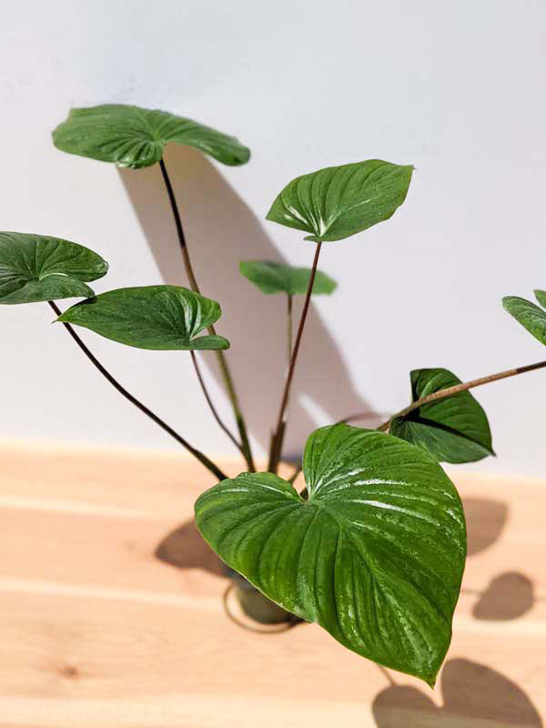 Lg. Homalomena Rubescens Jade Red Stem Elephant Ear Plant in 4” pot - Image 6