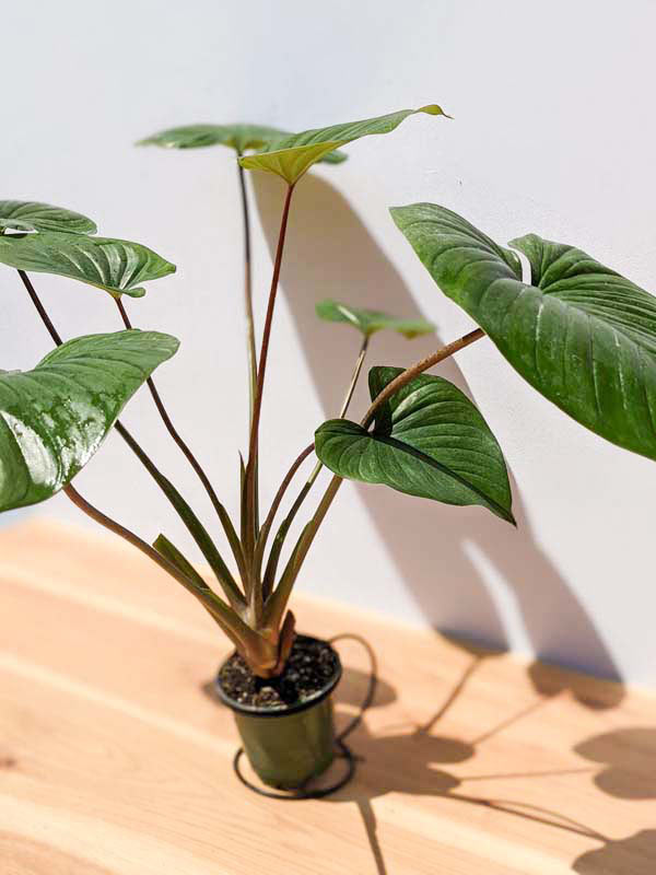 Lg. Homalomena Rubescens Jade Red Stem Elephant Ear Plant in 4” pot - Image 7