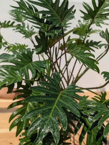 Philodendron Deja Vu Plant in 4” pot