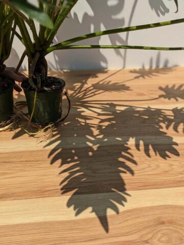 Alternative view of Philodendron Deja Vu Plant in 4” pot