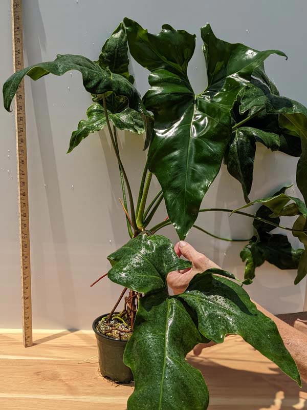 XL Philodendron Jungle Selloum x Goeldii Stilt Root Plant in 6” pot - Image 9