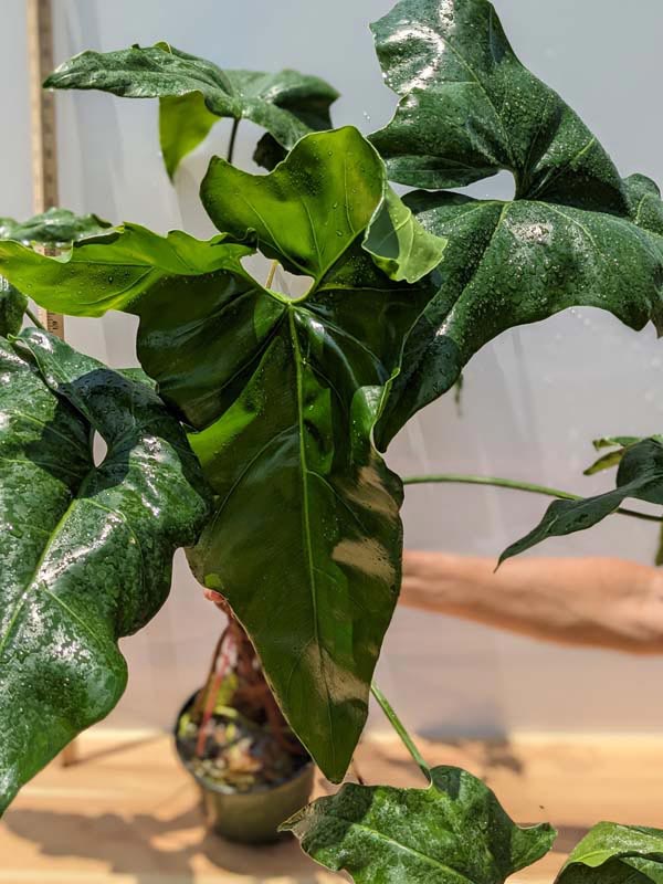 XL Philodendron Jungle Selloum x Goeldii Stilt Root Plant in 6” pot - Image 10
