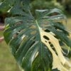 Lg. Monstera Deliciosa Banana Split Plant
