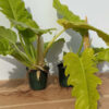LARGE Philodendron Golden Ring of Fire Plant in 4” pot (Similar To First Pics)