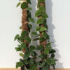 Scindapsus Silvery Ann (In 4" Round w/Pole Pot)