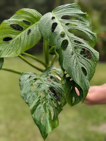 Alternative view of Monstera Obliqua aff Santiago