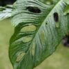 Monstera Obliqua aff Santiago