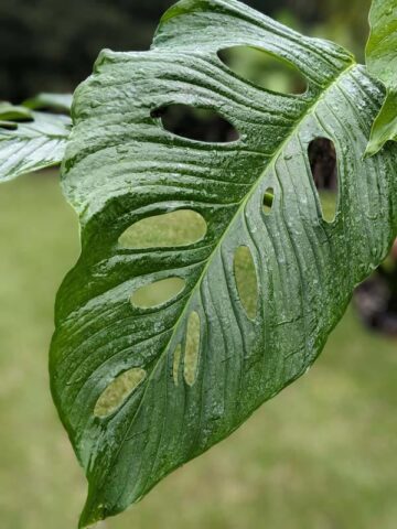 Monstera Obliqua aff Santiago