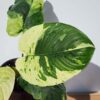 Lg. Private Collection Homalomena Borneo Variegated Elephant Ear Plan in 4” pot