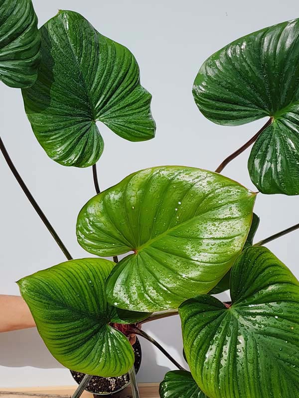 Lg. Homalomena Rubescens Jade Red Stem Elephant Ear Plant in 4” pot - Image 4